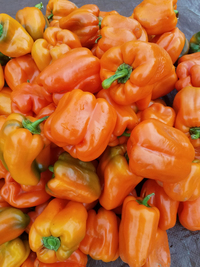 Stoplight Orange Peppers