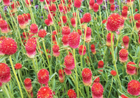 Strawberry Fields Gomphrena