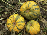 Styrian Pumpkin: Hulless Seeded