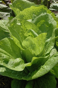 Sugarloaf (Chicory)