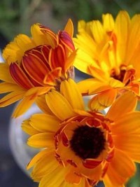 Sunshine Flashback (Calendula)