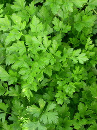Survivor Italian (Parsley)