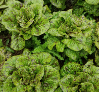Treasure Isle Lettuce