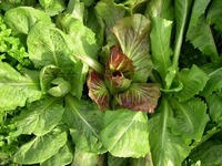 Wild Garden Chicories (Chicory)