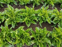 Wavy Dory Romaine Lettuce