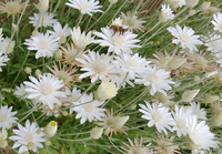 White Immortelle (Xeranthemum)