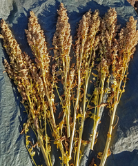White Spike Quinoa