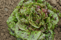 Xeno\'s Density (Lettuce)