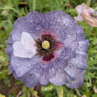 Amazing Grey Corn Poppy/Shirley Poppy