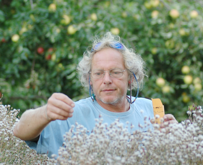 Frank in a field with lettuce plants going to seed.