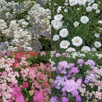 Achillea/Yarrow