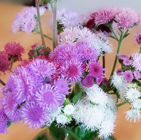 Ageratum/Floss Flower