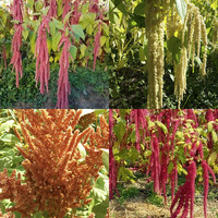 Amaranth