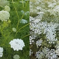 Ammi/False Queen Anne's Lace