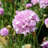 Armeria/Sea Pink