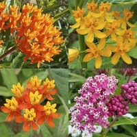 Asclepias/Milkweed