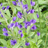 Baptisia/False Indigo