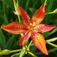 Belamcanda/Blackberry Lily