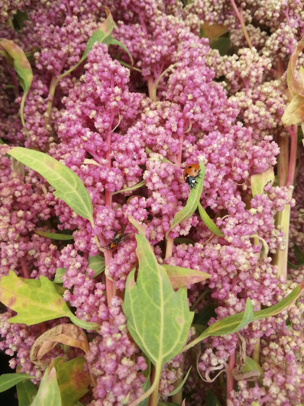 Quinoa Vermelha Bio - Biodharma