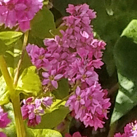 Buckwheat