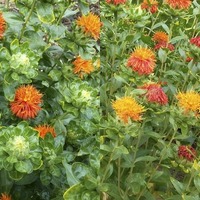 Carthamus/Safflower