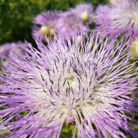 Centaurea