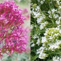 Centranthus