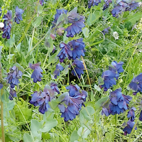 Cerinthe/Honeywort