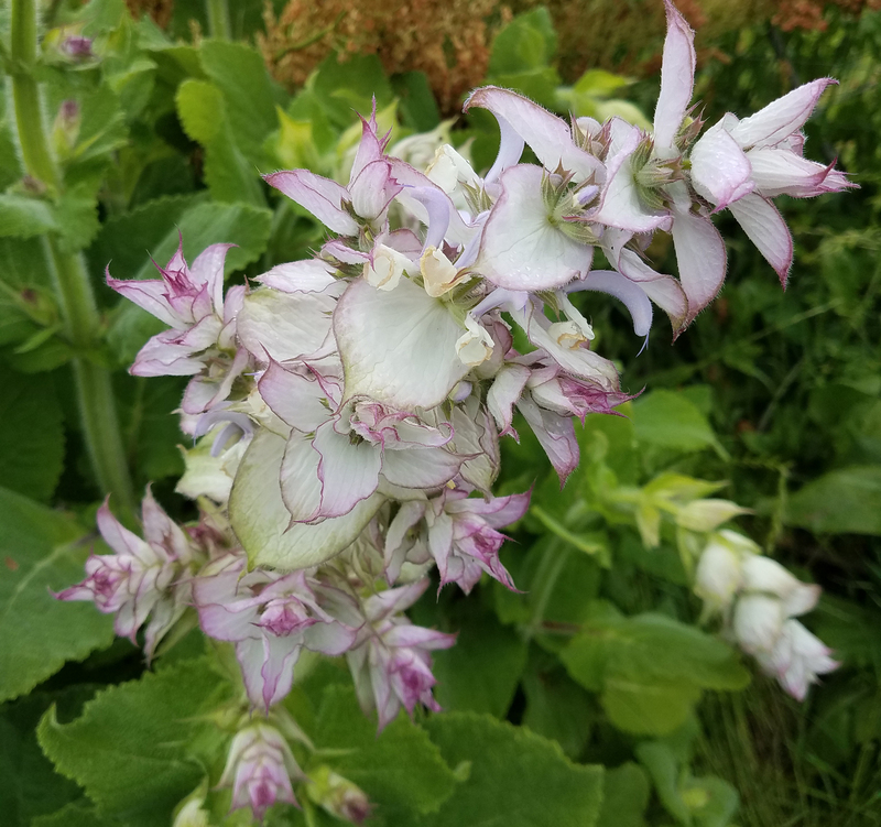 Clary Sage (Salvia/Sage)