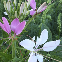 Cleome