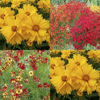 Coreopsis