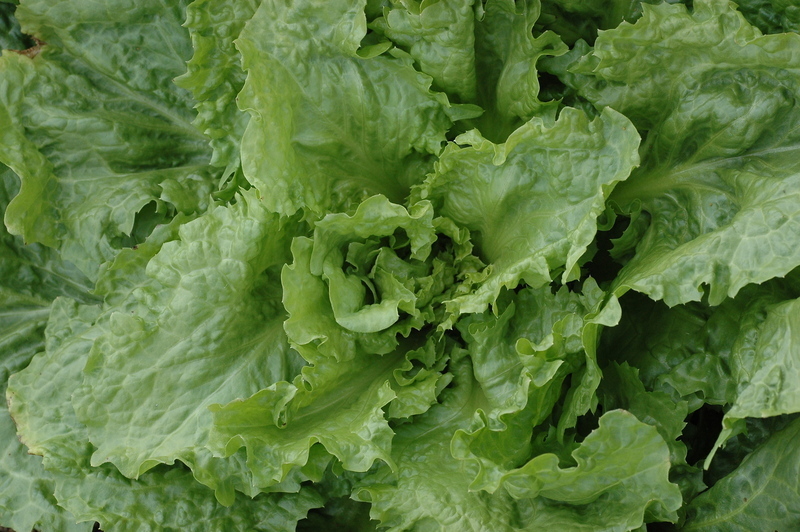 Cornet de Bordeaux (Endive & Escarole)