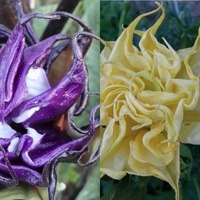 Datura/Angel's Trumpets