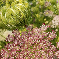 Daucus/Carrot, Queen Anne's Lace