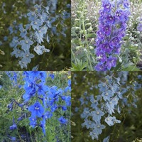 Delphinium