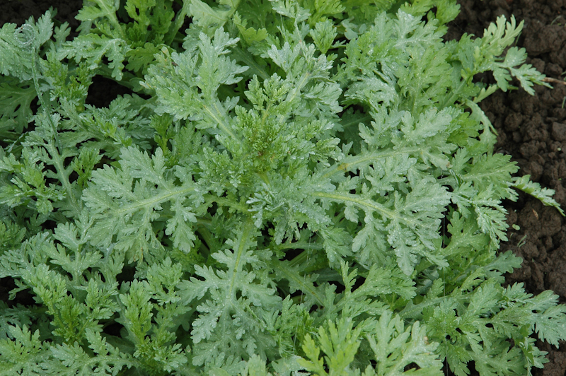 Wild Garden Seed Organic Double Garland (Chrysanthemum) Seeds