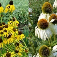 Echinacea