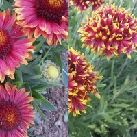 Gaillardia/Blanket Flower