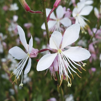 Gaura