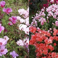 Godetia/Clarkia