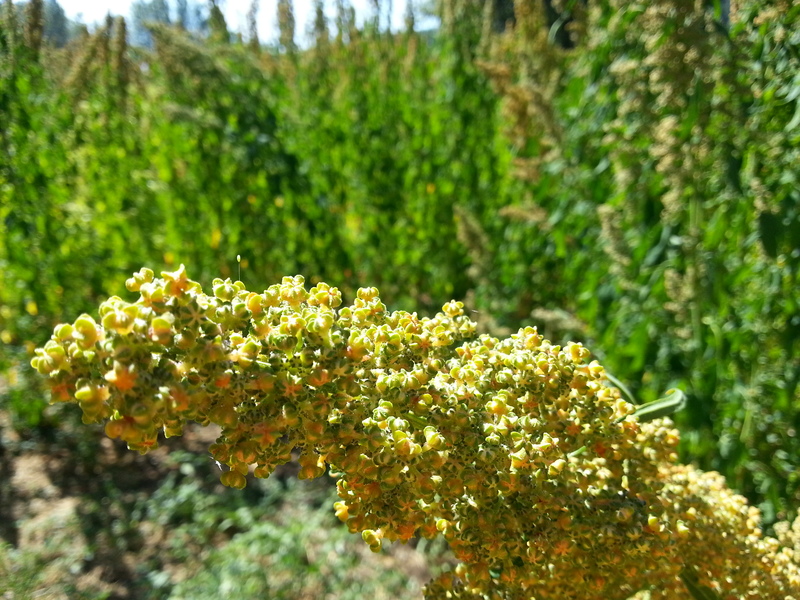 Golden Afternoon (Quinoa)