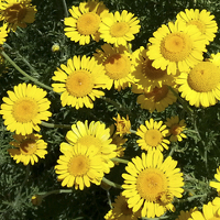 Golden Marguerite/Dyer's Chamomile