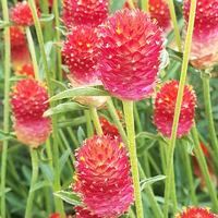 Gomphrena/Globe Amaranth