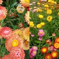 Helichrysum/Straw Flower