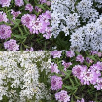 Iberis/Candytuft