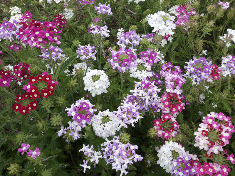 Wild Garden Seed: Organic Ideal Florist Mix (Verbena) Seeds