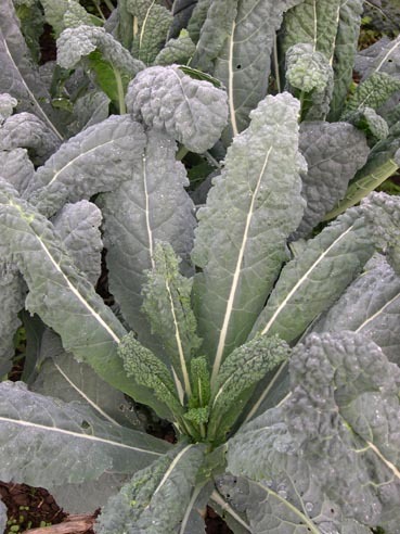 Wild Garden Lacinato (Kale: European)