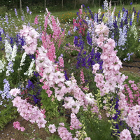 Larkspur