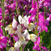 Linaria/Toadflax