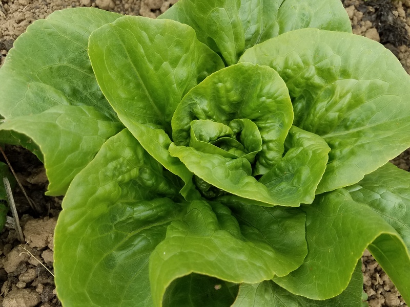 Little Gem (Lettuce)